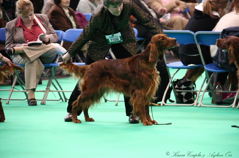 Crufts2011 360.jpg